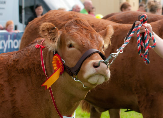 Photo of a calf getting ready for show at the Dalston Show