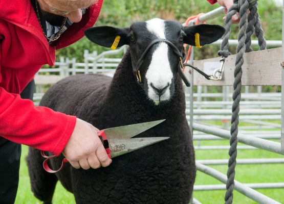 Photo of the a sheep reciving some last minute trimming the Dalston Show