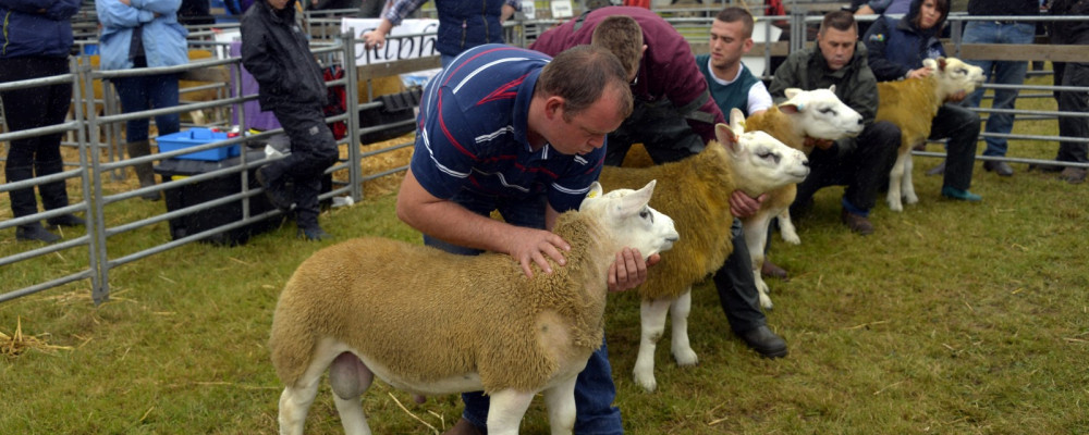 Judging sheep