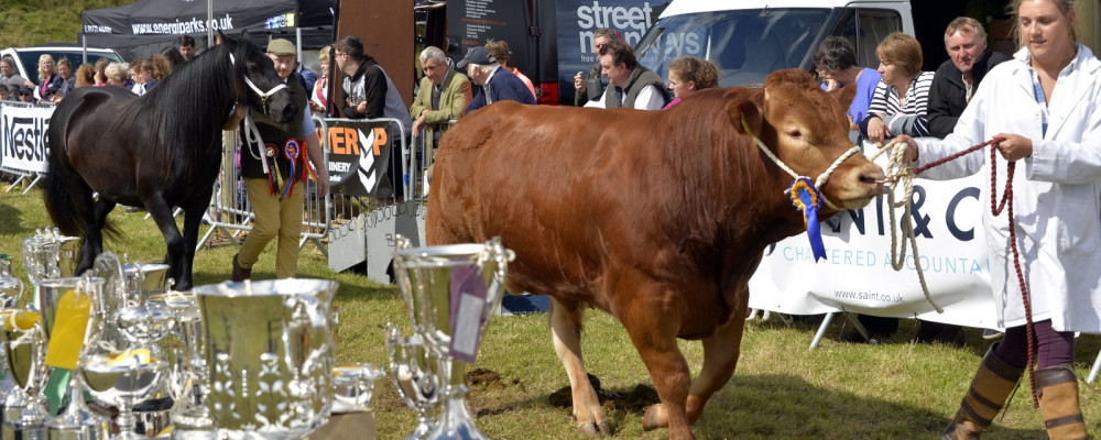  Cattle with trophies